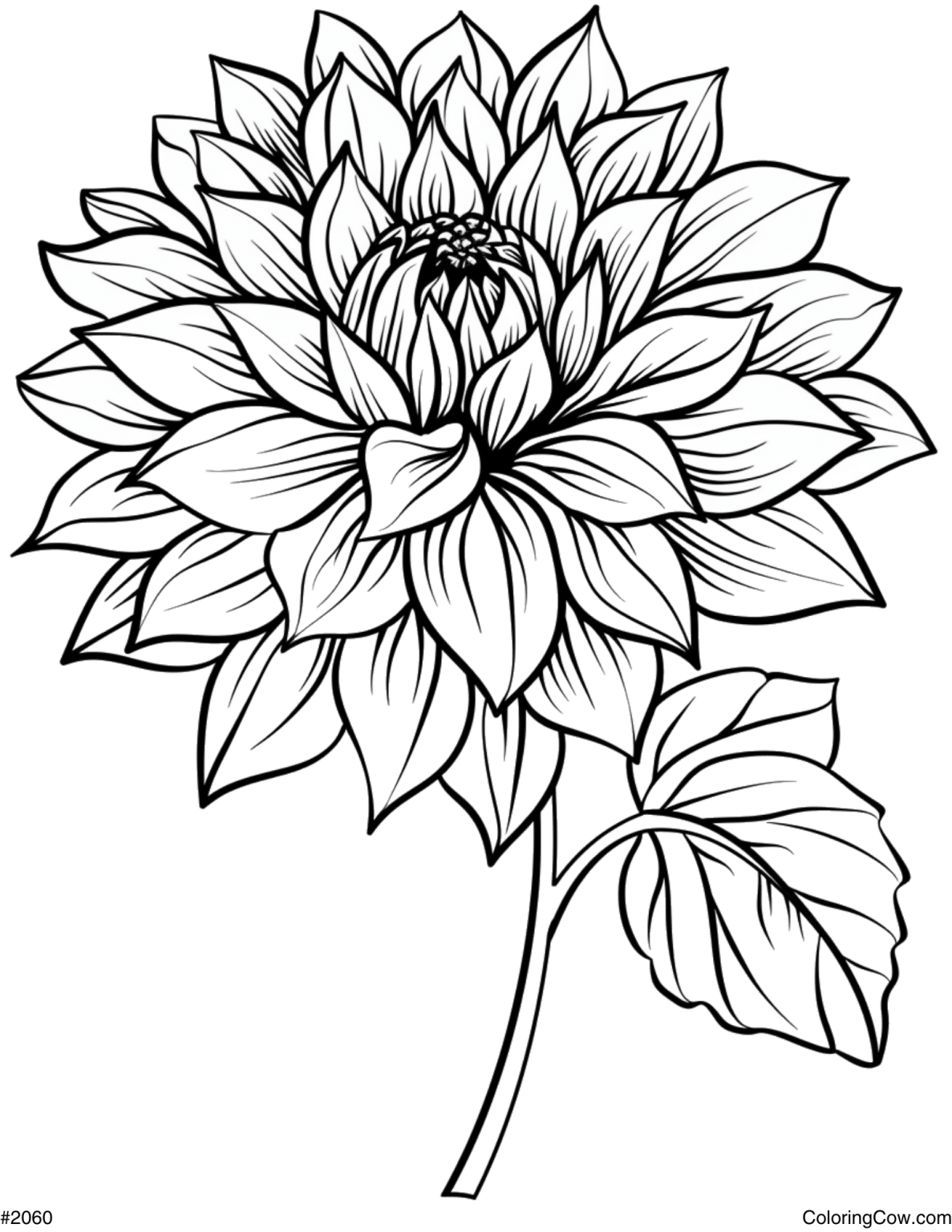 Dahlia Flower Coloring Page